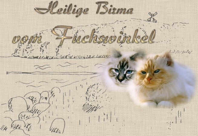 Heilige Birma vom Fuchswinkel